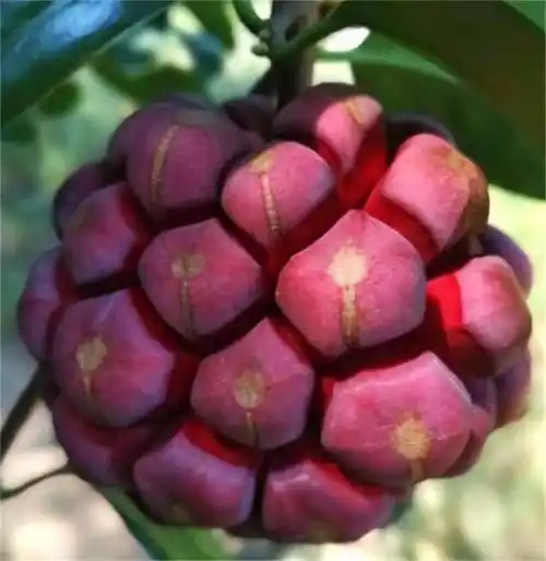 恶魔的果实黑老虎,又称布福娜,高端的食材必须这么吃才香_食用_水果