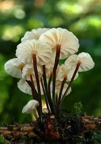 写美篇漂亮好看的蘑菇 "蹬腿蘑" 只能观赏 不能吃 有毒 记 住 上传