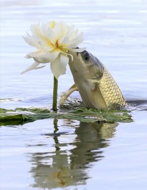 鱼吃荷花
