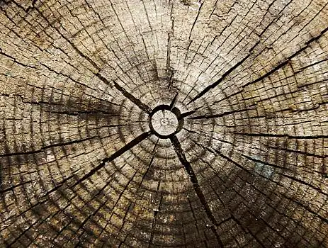 年轮图片