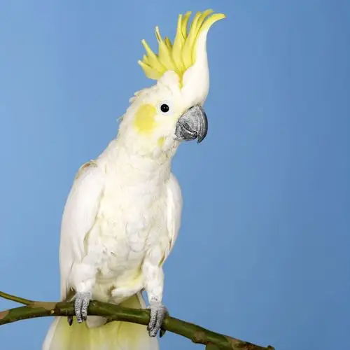 卧室养鸟对人有什么不好