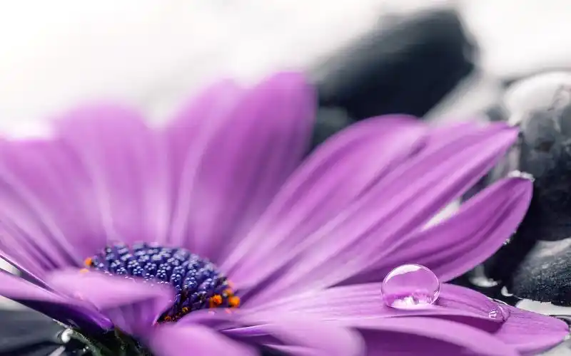 紫色的非洲菊花瓣宏观摄影,水滴 壁纸