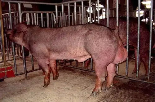 热销品种-盛农猪业- powered by aspcms v2