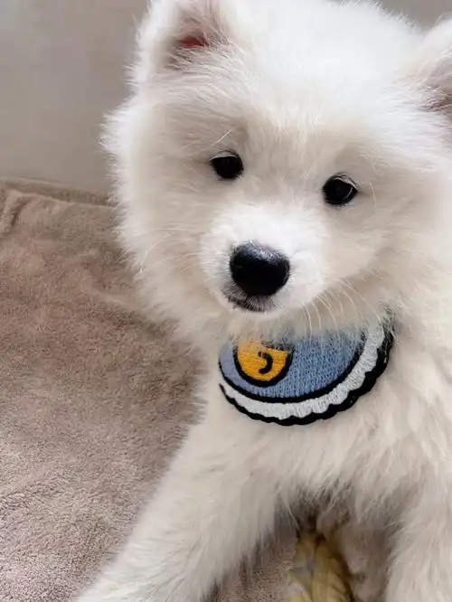 口水兜一带颜值提升不少耶,不得不说狗子小时候真可爱#萨摩耶