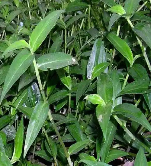 竹节草(竹节草图片)