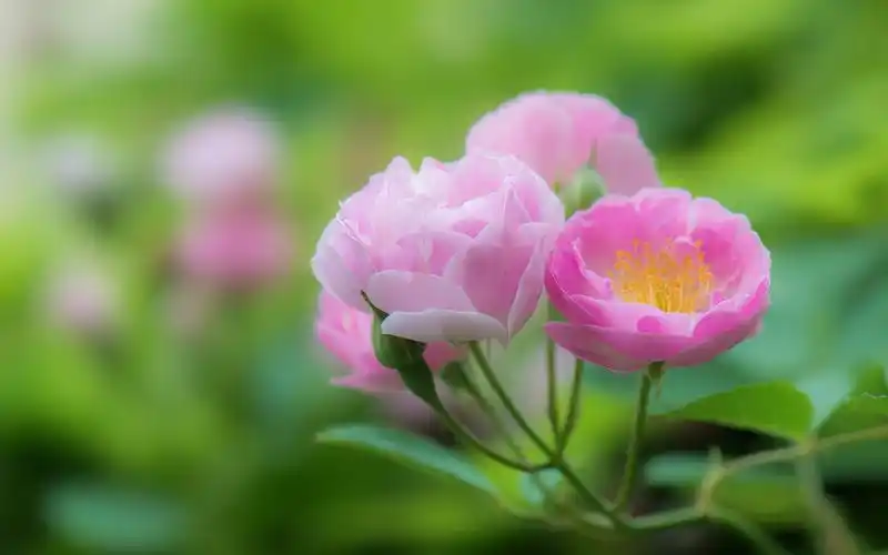 粉嫩养眼花卉唯美摄影图片高清壁纸