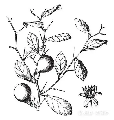 白果是一种小而有刺的树. 叶子是长而简单的复古线绘图或雕刻插图.