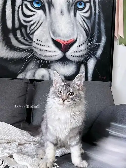 三个月的缅因猫小狮子