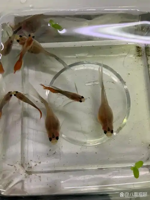 玻璃体孔雀鱼教你看怀孕时间