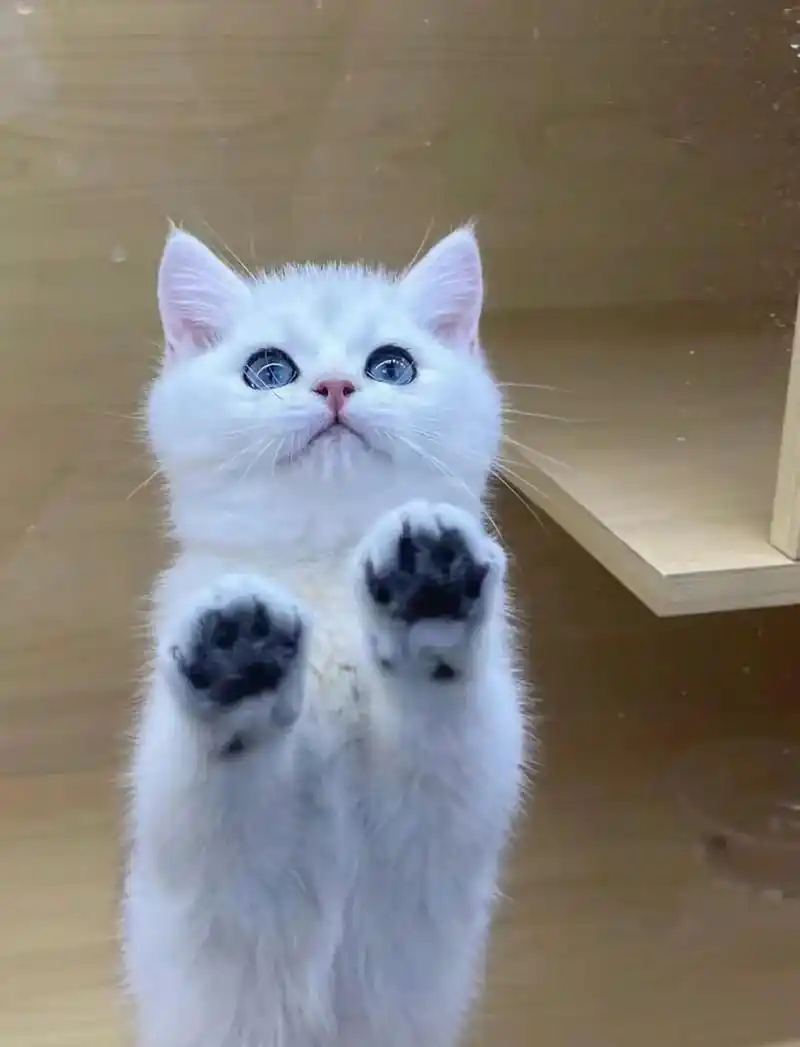 银渐层幼猫2个月,断奶了,现在喂猫粮. 猫咪喂得都很好,所以 - 抖音