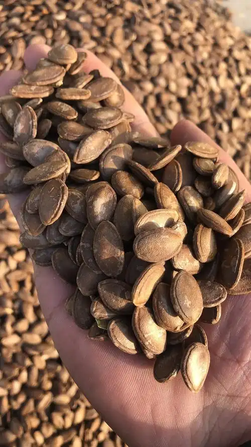 九号精品瓜蒌籽