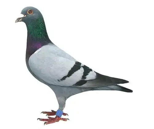 鸽有哪些营养成分