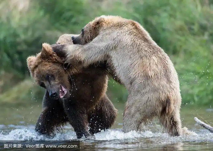 两只阿拉斯加棕熊在打架