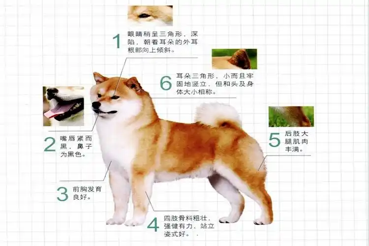 柴犬(原产于日本的中型伴侣犬)_尚可名片