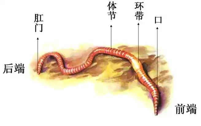 蚯蚓结构