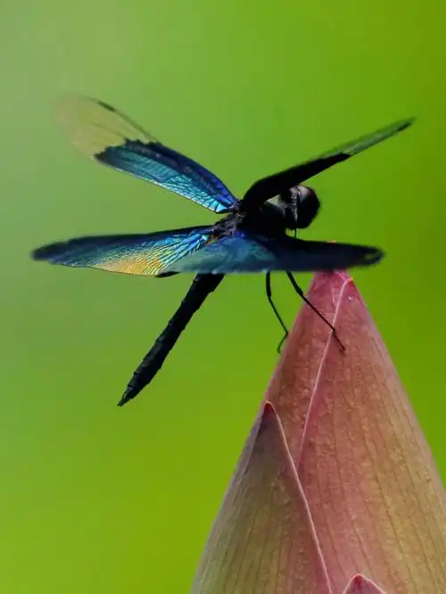 尤其会找一找黑丽翅蜻,这是紫金山相对少见的一种蜻蜓,翅膀泛着特有的