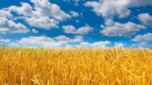 秋天丰收的美景