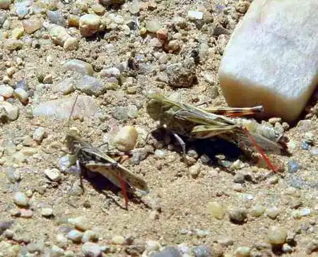 罕见蝗灾袭击锡林郭勒 京津风沙治理屏障被吃掉