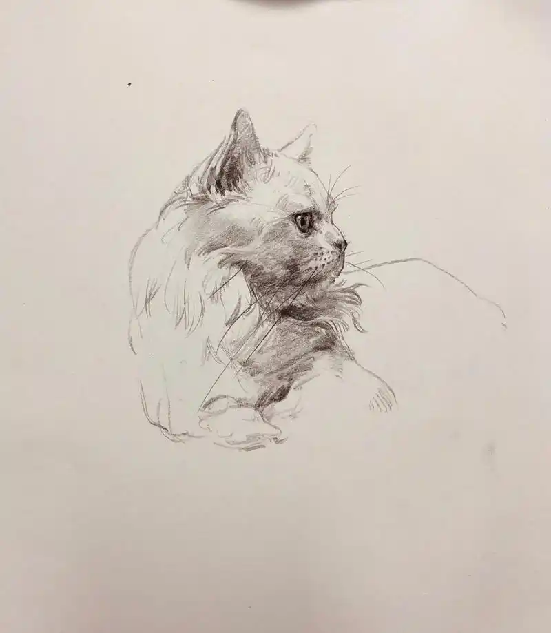 白色狮子一枚,心动#画画 #手绘 #素描动物 #猫 - 抖音