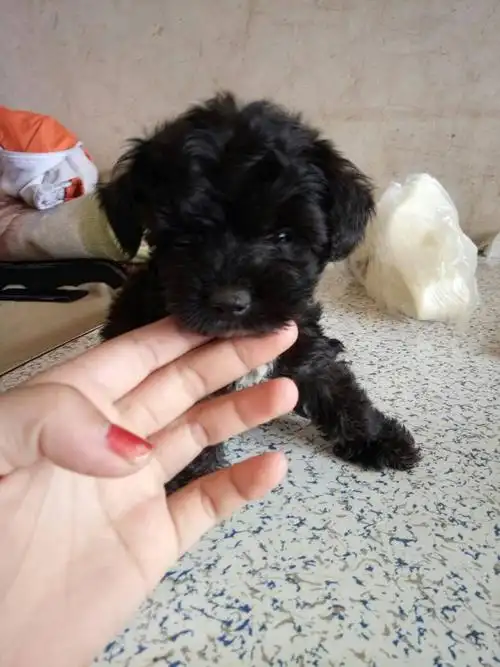 大家看看这只泰迪纯不纯?别人送的