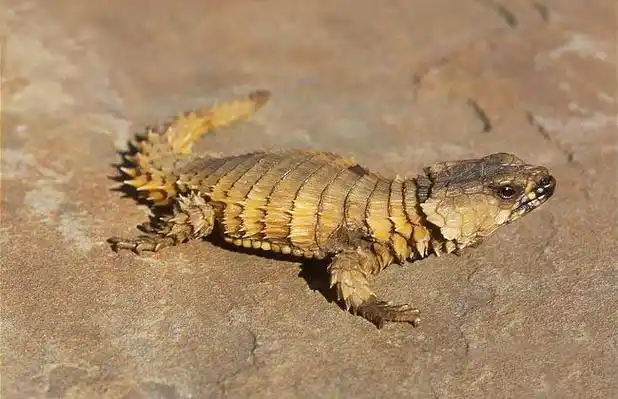 南非犰狳蜥多少钱一只? - 市场价格 - 黔农网