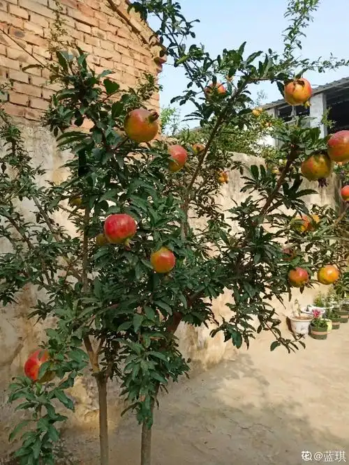 10种果树风水最好养一棵镇宅养家