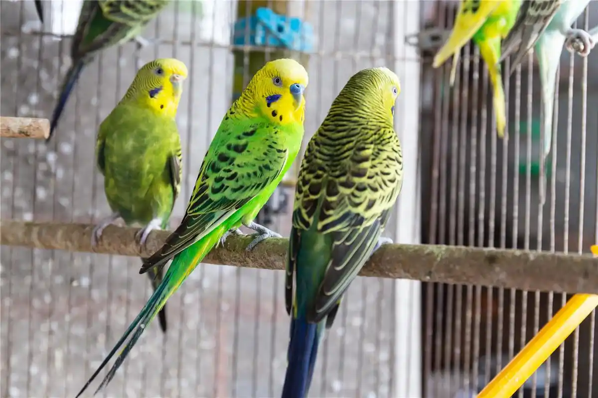 虎皮鹦鹉食物禁忌