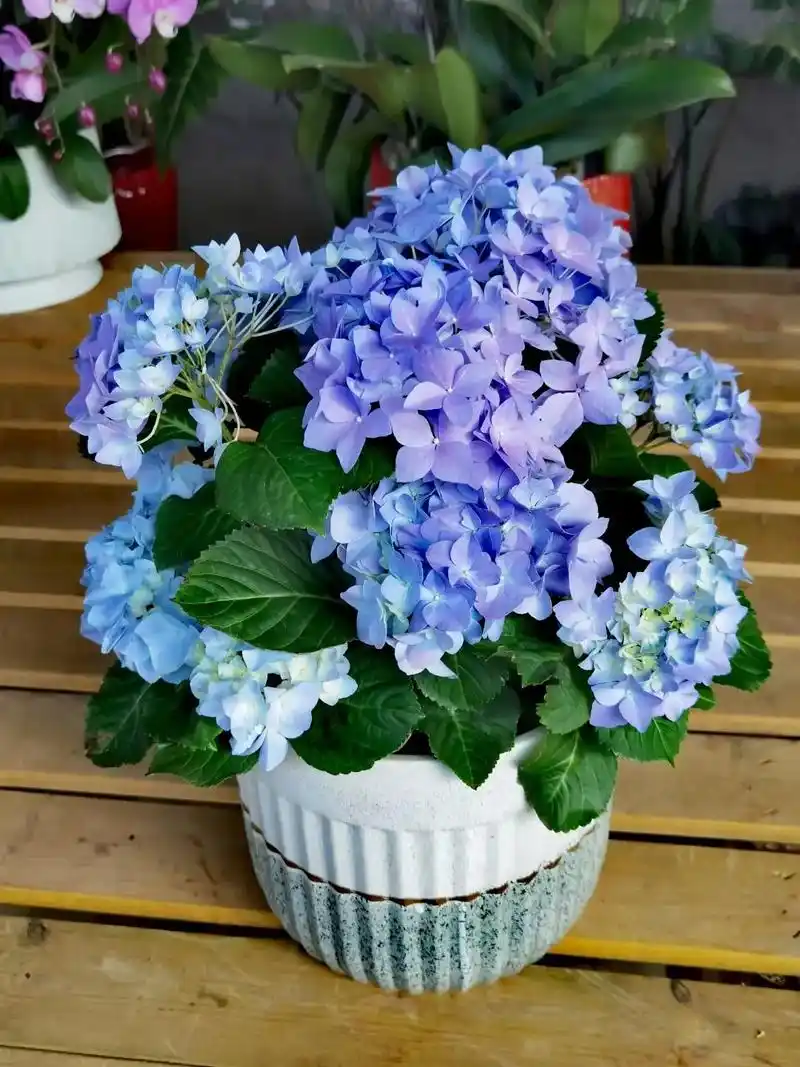 创作灵感 花卉欣赏:绣球#原创作品 #春已至花已开愿山河无 - 抖音