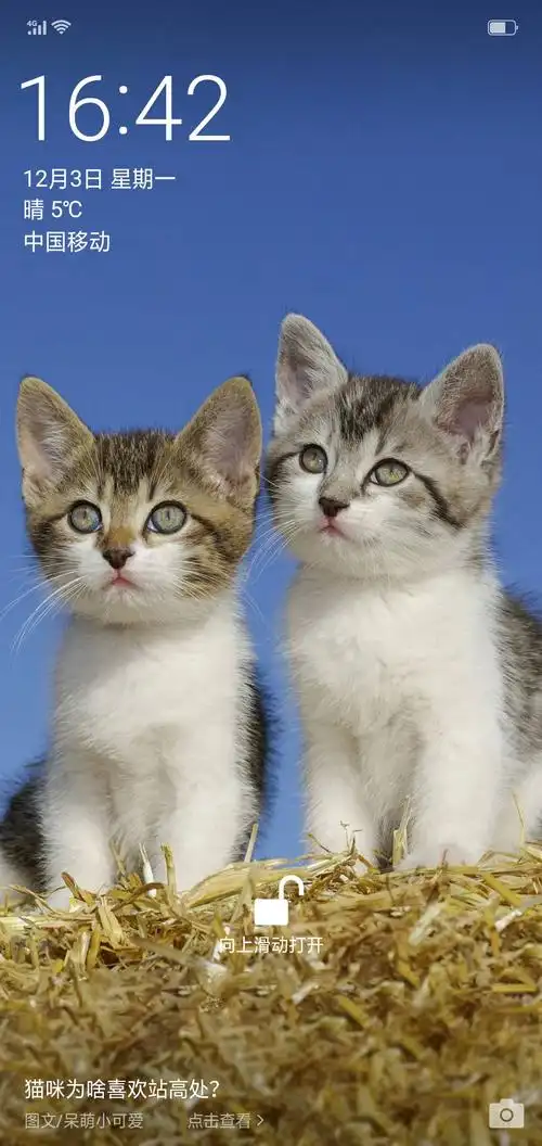 收藏可爱的小猫咪