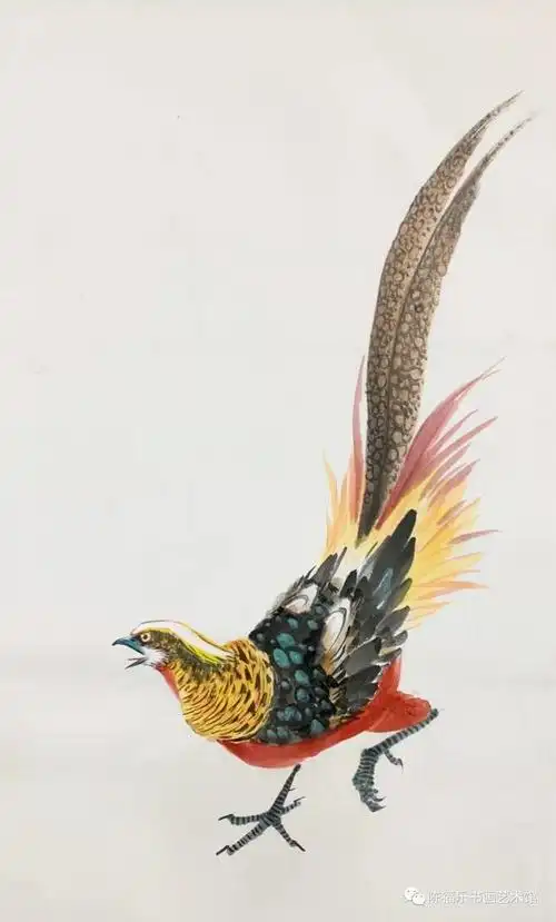 小肆老师示范红腹锦鸡的画法