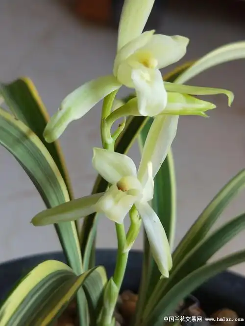 峨眉雪稿艺稿花艺开花了-建兰篇-中国兰花交易网社区