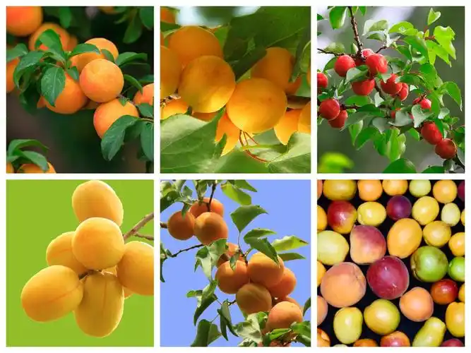 "游学记"—轮台果树资源圃组织轮台县第一小学,第二小学学生开展"亲亲