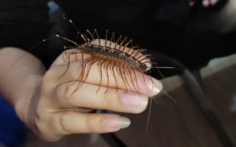 十分可爱的大蚰蜒,稻米口中的万奴王(虫友碎碎念)