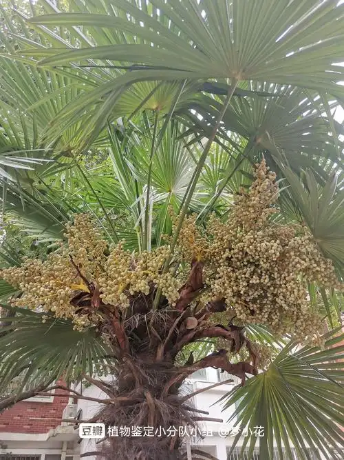 这个果实能吃吗