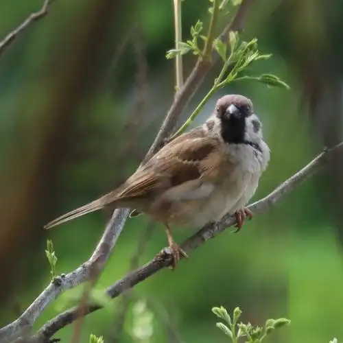 长着腮黑的小麻雀