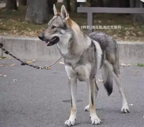 图集捷克狼犬对比塔马斯堪狼犬一