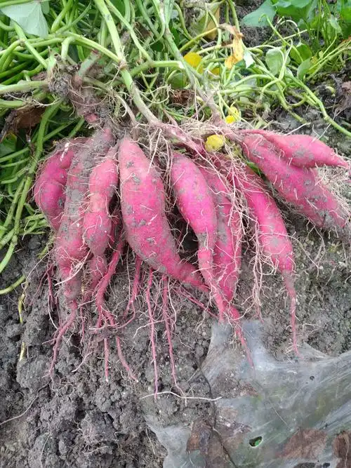 天目小香薯板栗小香薯粉糯香甜可口