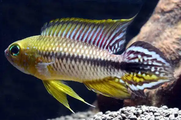 阿卡西短鲷鱼图片 观赏鱼图片