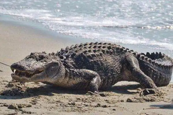 西半球最大的鳄鱼美国短吻鳄重达300公斤