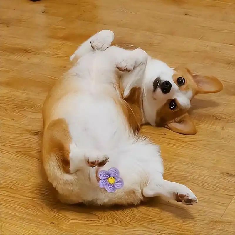 有时候特别喜欢"四脚朝天"地躺在地上,那种模样看起来特别滑稽又可爱