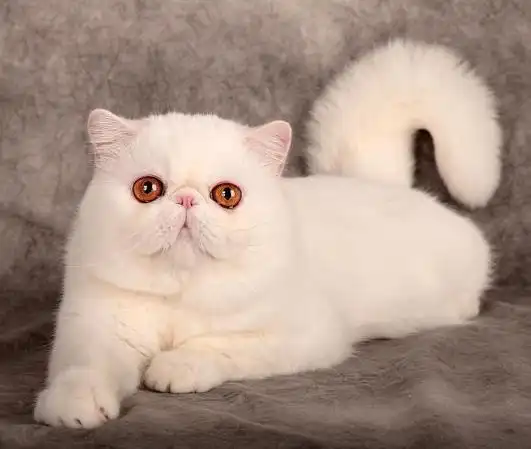 动画加菲猫是什么品种,纯种加菲猫图片