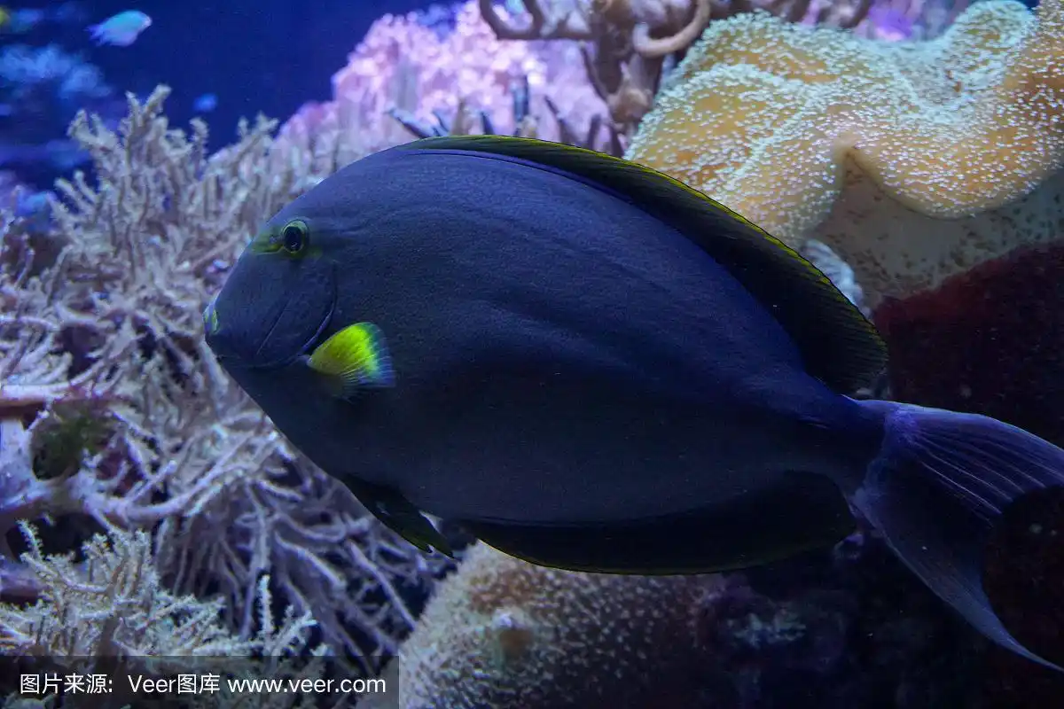 柯尔·唐,斑点热带鱼,金丁热带鱼