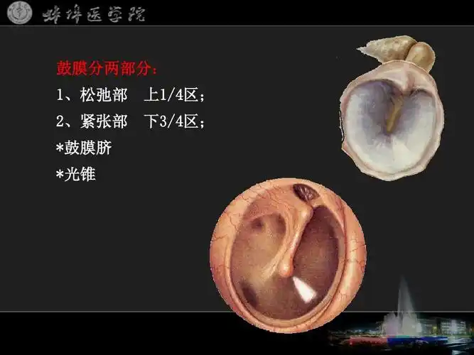 《系统解剖学》课件20