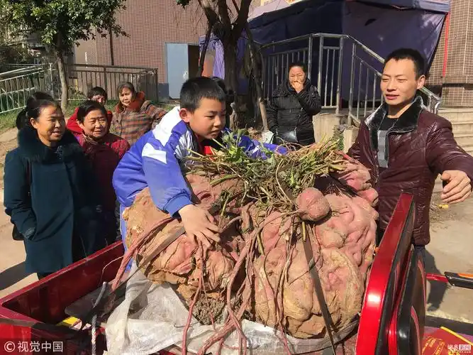 四川老农种出238斤红薯精