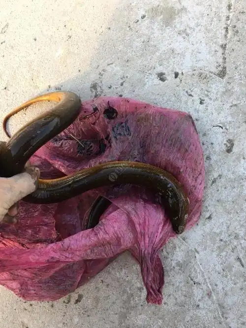 今天又去搞了黄鳝了