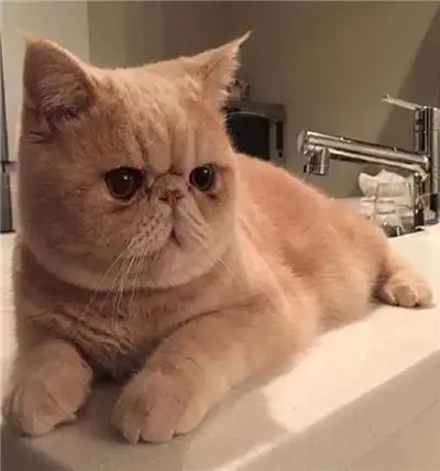 招人喜爱的宠物加菲猫图片大全