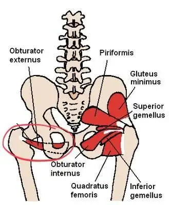 官方:阿森西奥闭孔外肌受伤