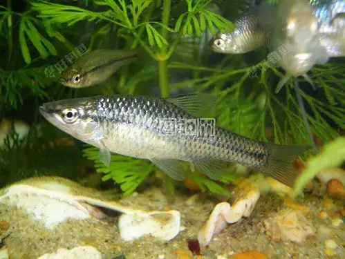 麦穗鱼可是美味哟