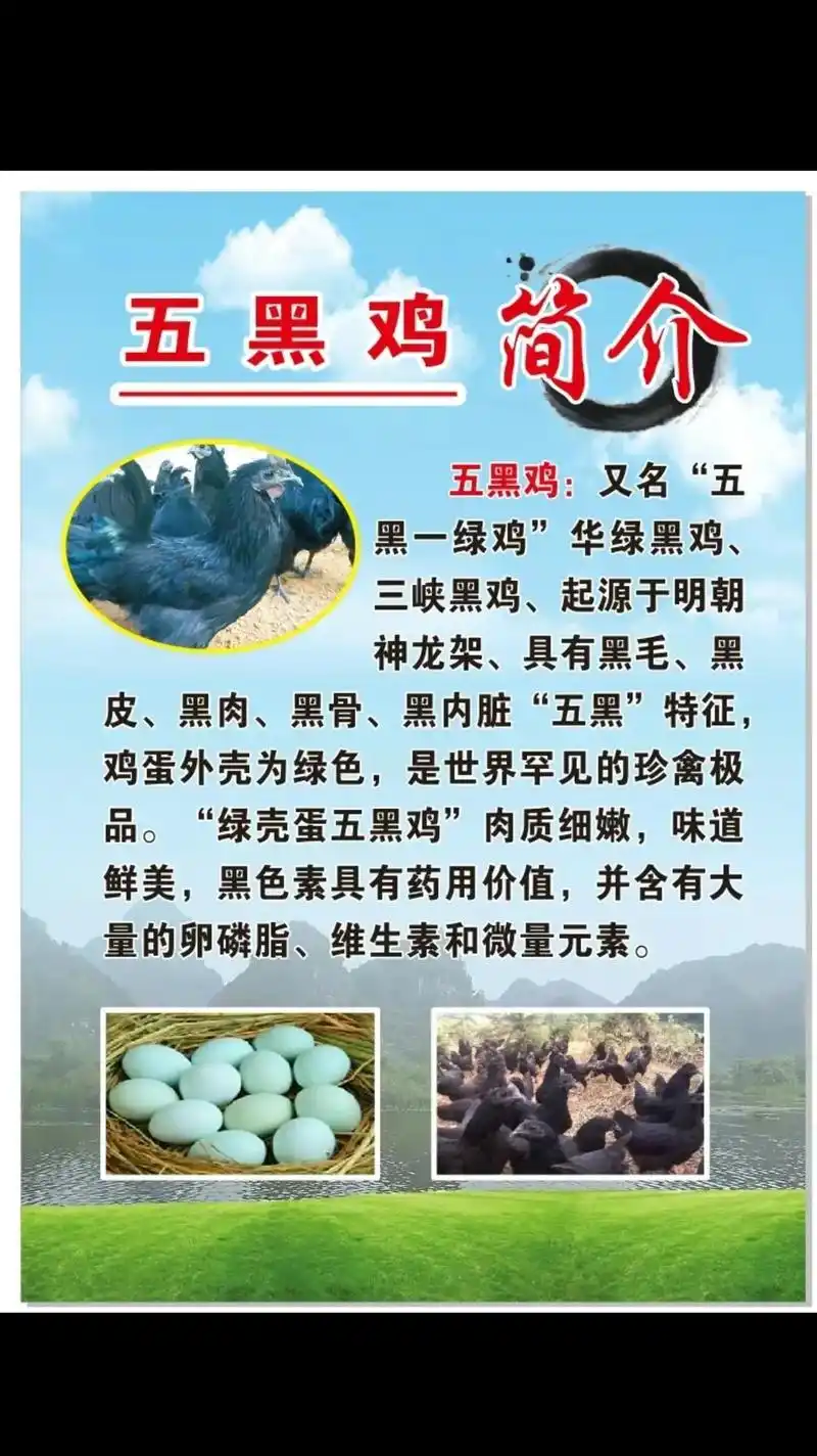 五黑鸡 #绿壳蛋鸡 有需要五黑鸡苗的可以预定了 - 抖音