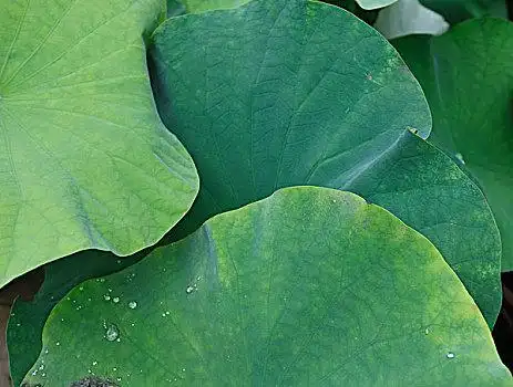 夏天,俯拍弧形绿色的荷叶